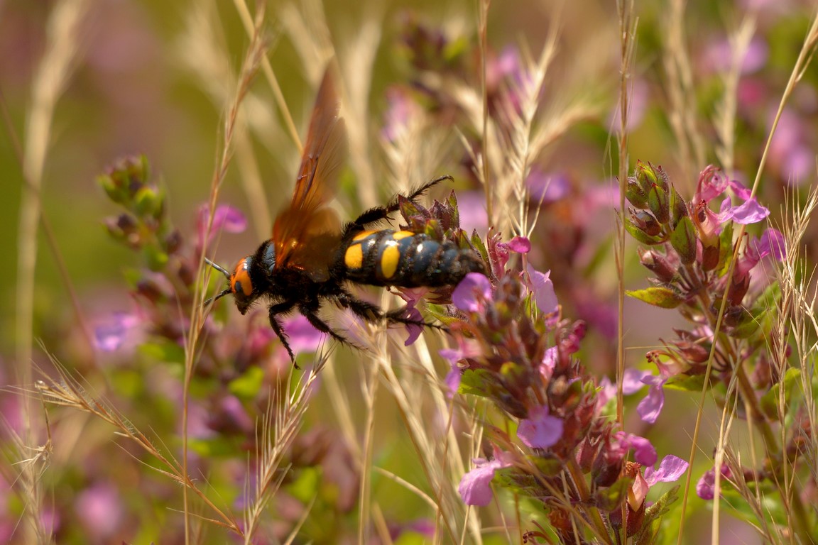 Scoliidae: femmina di Megascolia maculata flavifrons